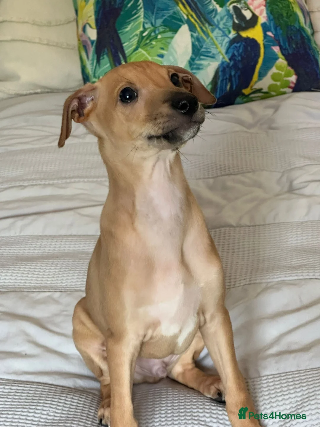 Italian Greyhound dogs for sale: Kc Italian greyhound 4 boys - Advert 15