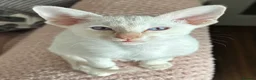 Siamese cats for sale: GCCF registered Siamese kittens - Advert 5