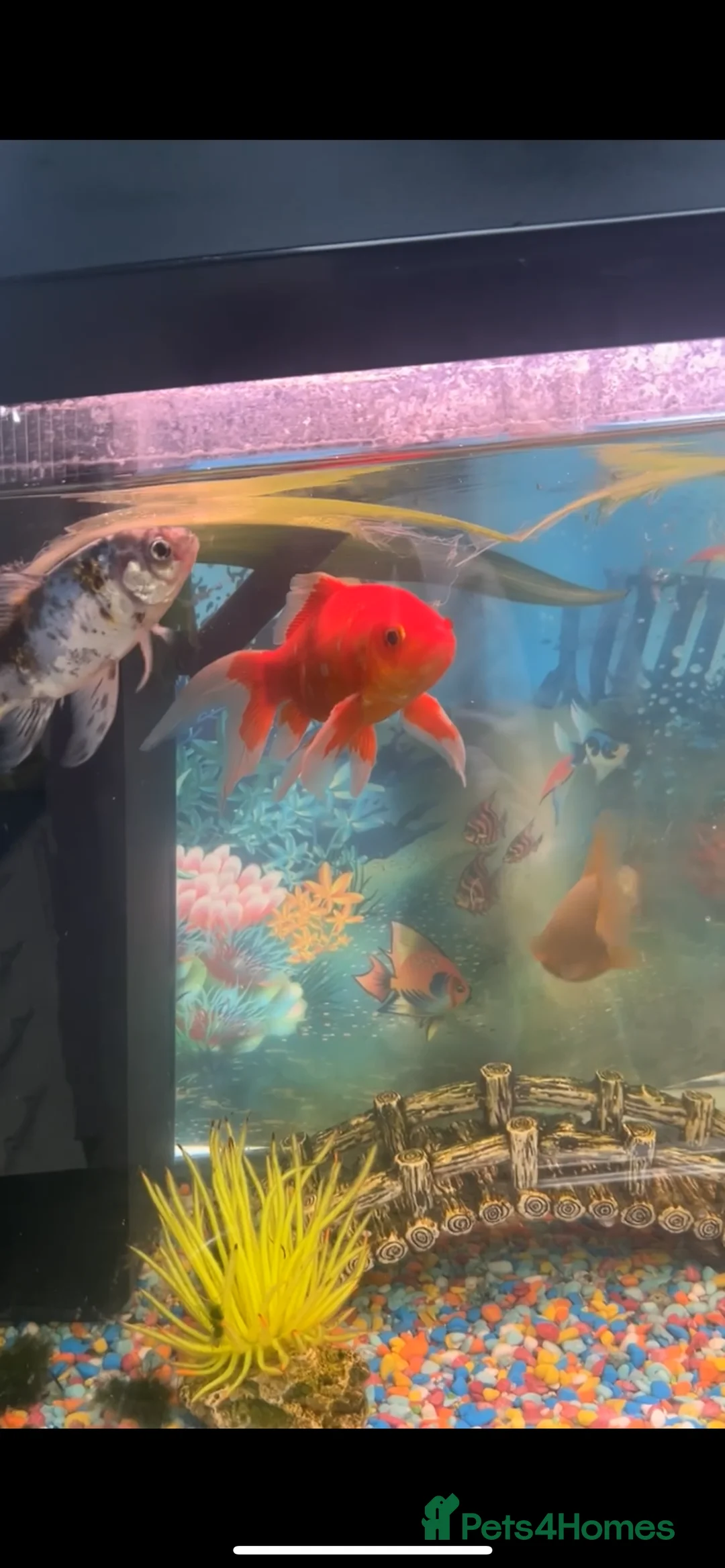 Fancy Goldfish fish for sale: 6 beautiful goldfish  - Advert 1