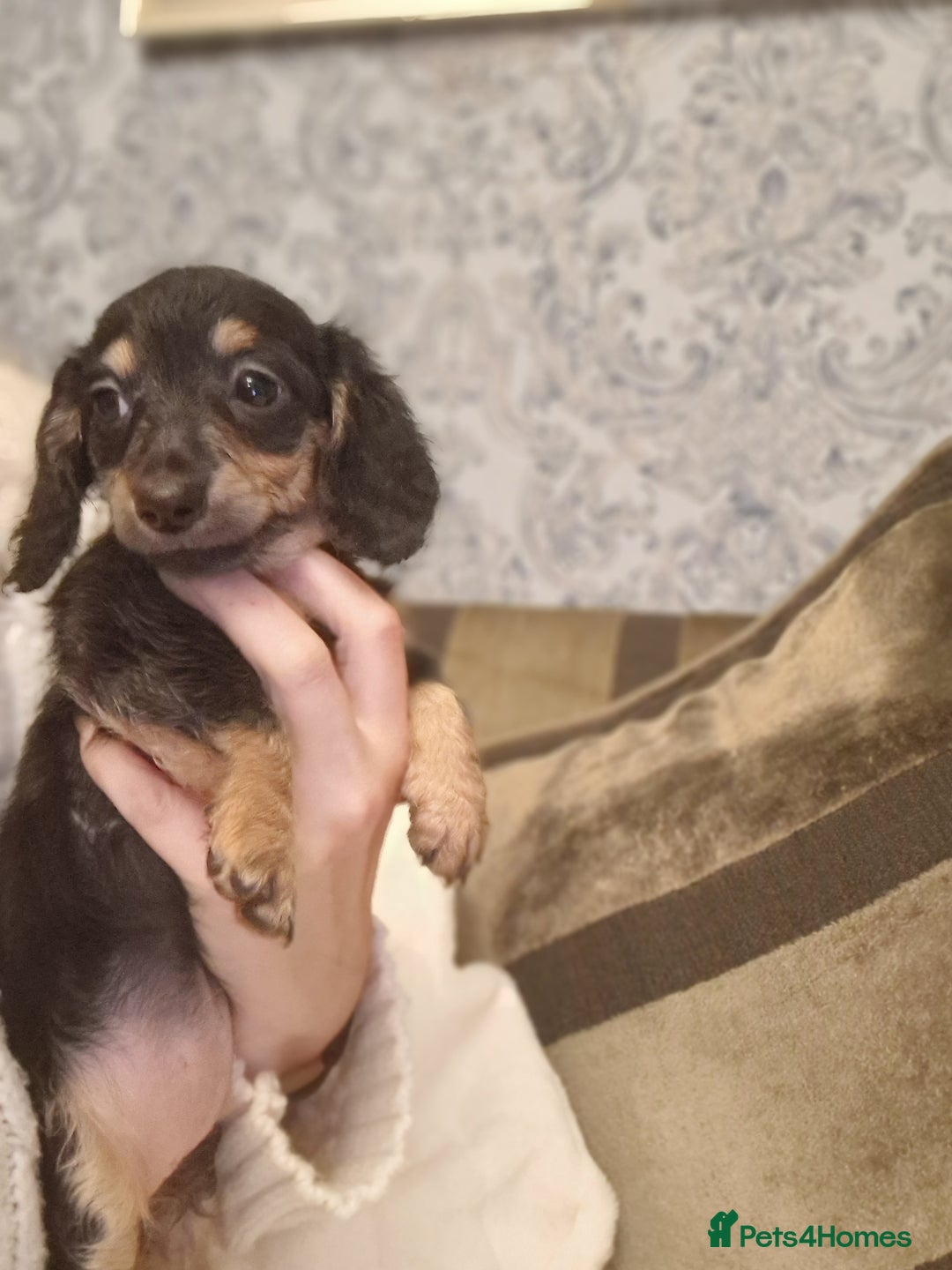 Miniature Dachshund dogs for sale:  Ready Now! Last Girl Long Coat Waiting For You  - Advert 13