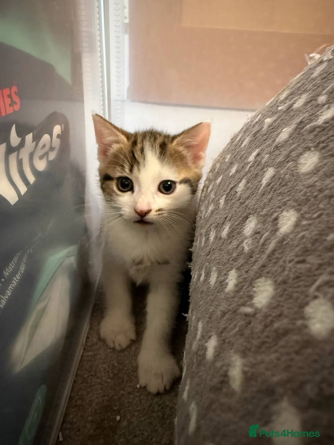 Mixed Breed cats for sale: 2 beautiful kitts left! - Advert 2