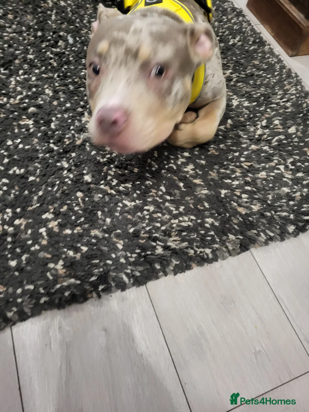 American Bully dogs for sale: Grand Champion bloodline American Bully (not xl).  - Advert 6