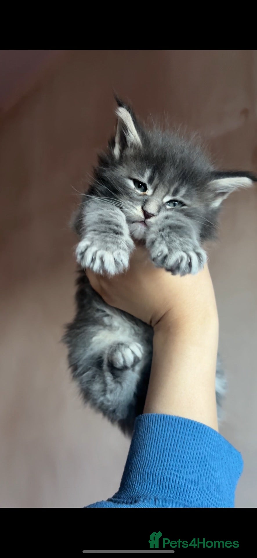 Maine Coon cats PURE RUSSIAN  MAINE COON KITTENS - Advert 1