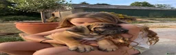 Boerboel dogs for sale: South African boerboel - Advert 16