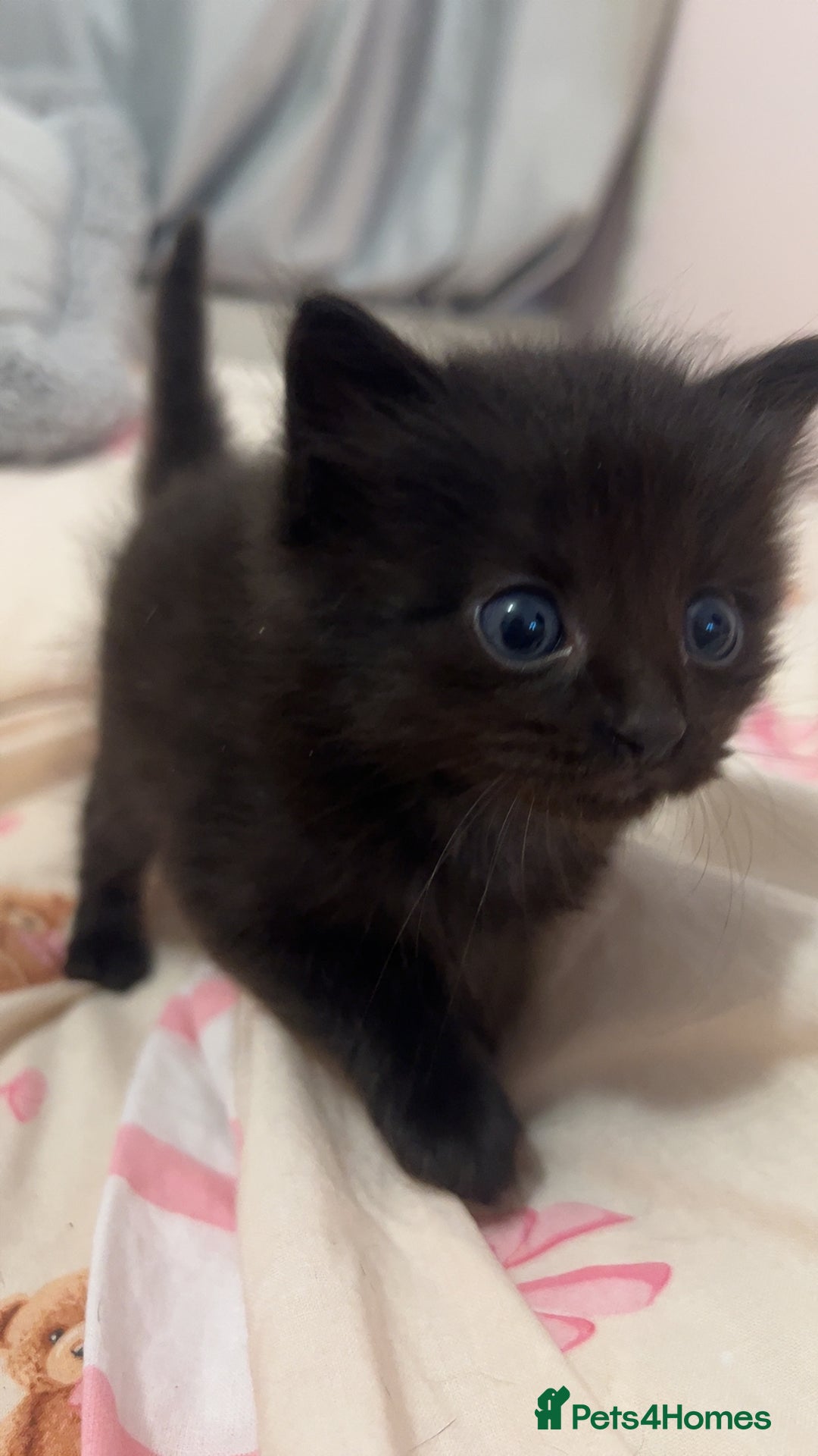 Mixed Breed cats for sale: Gorgeous kittens for sale - Image 2