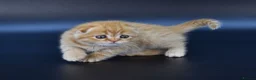 Scottish Fold cats for sale: LICENSED CATTERY PURE BREED TOP QUALITY KITTENS - Advert 7