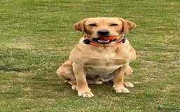 Labrador Retriever dogs for stud: Loving boy for stud x - Image 2