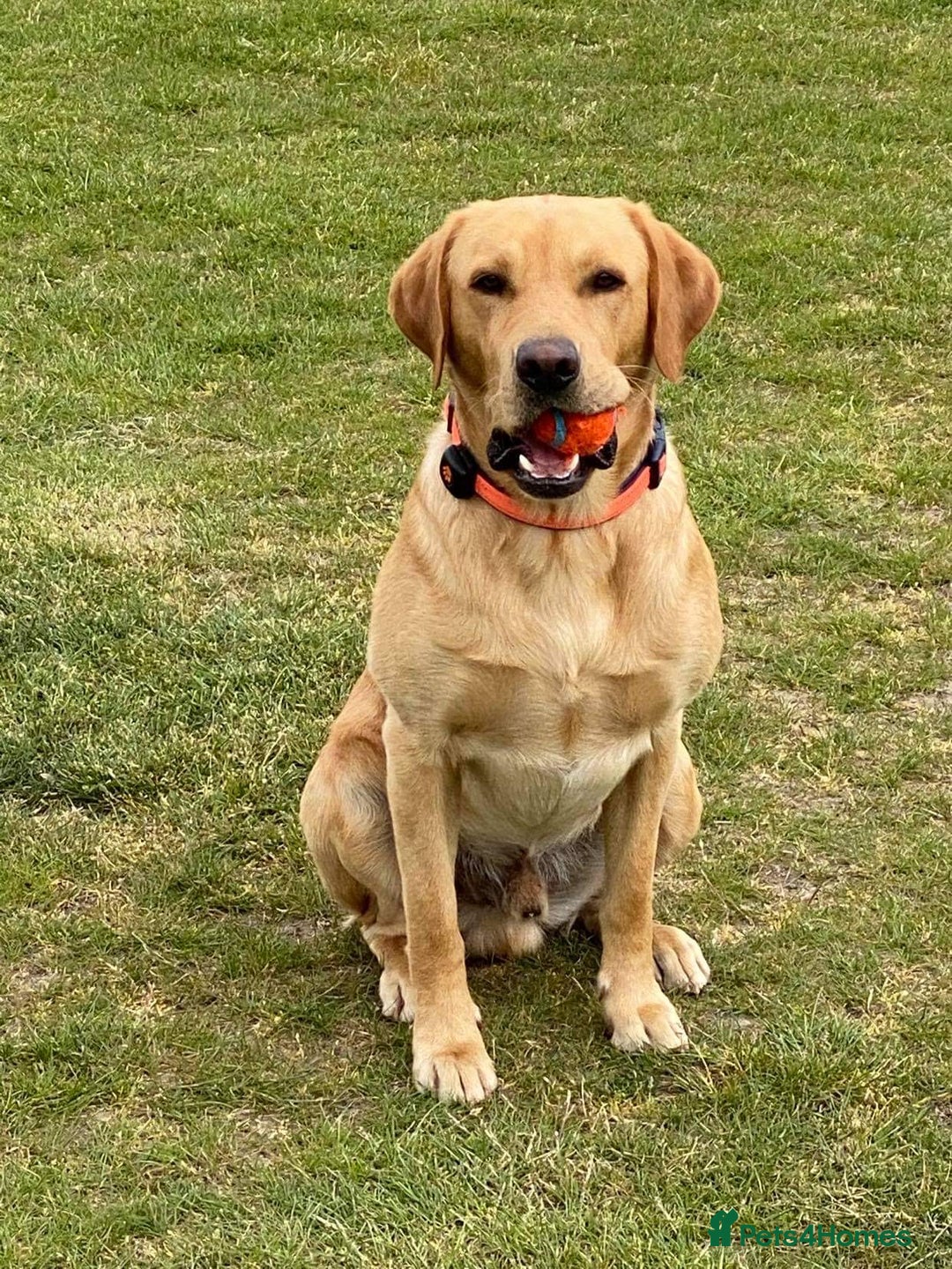 Labrador Retriever dogs for stud: Loving boy for stud x - Image 2