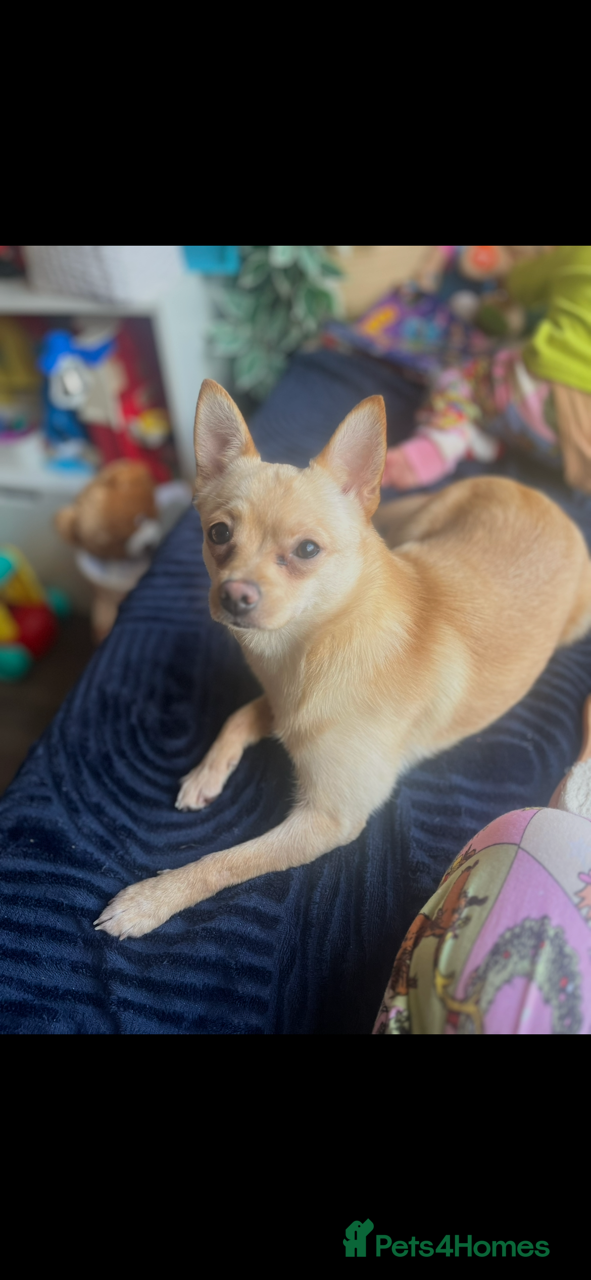 Pomchi dogs 9 month old female ponchi for rehoming.  - Advert 1
