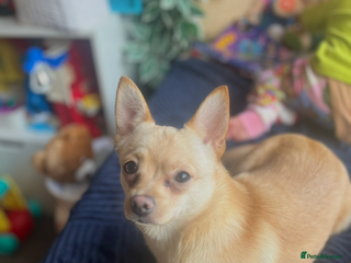 Pomchi dogs 9 month old female ponchi for rehoming. - Advert 1