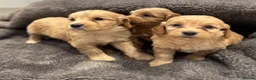 Cockapoo dogs for sale: Stunning Cockapoo puppies  - Advert 7