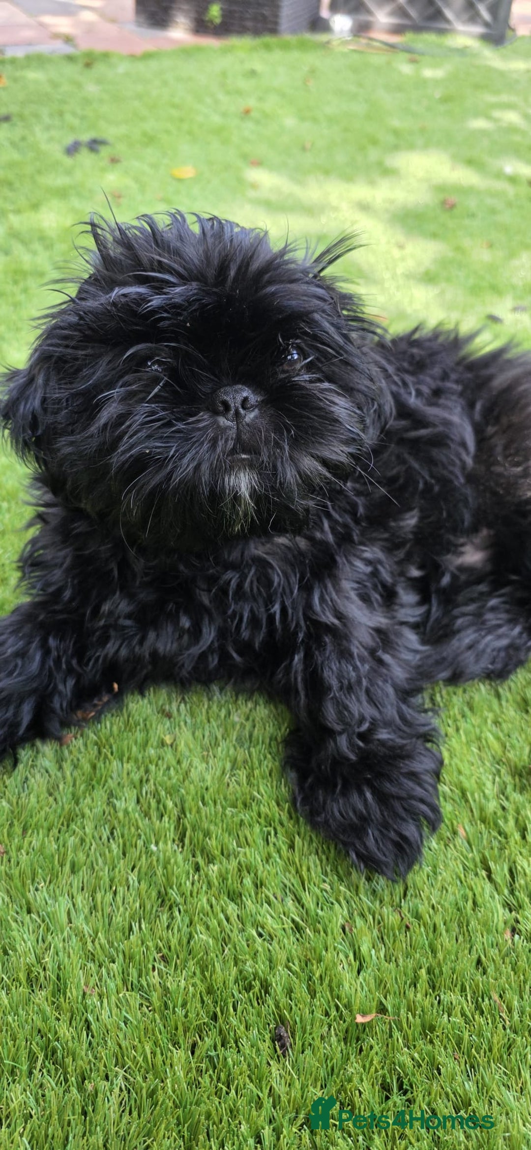 Shih Tzu dogs for sale: Last little black boy left  in Walsall - Image 3