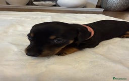 Dachshund dogs for sale: Dachshunds for sale   - Image 9
