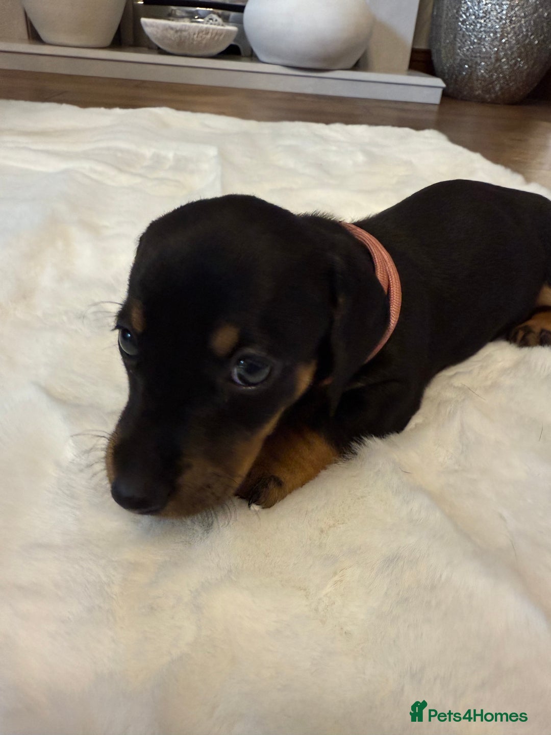 Dachshund dogs for sale: Dachshunds for sale   - Image 9