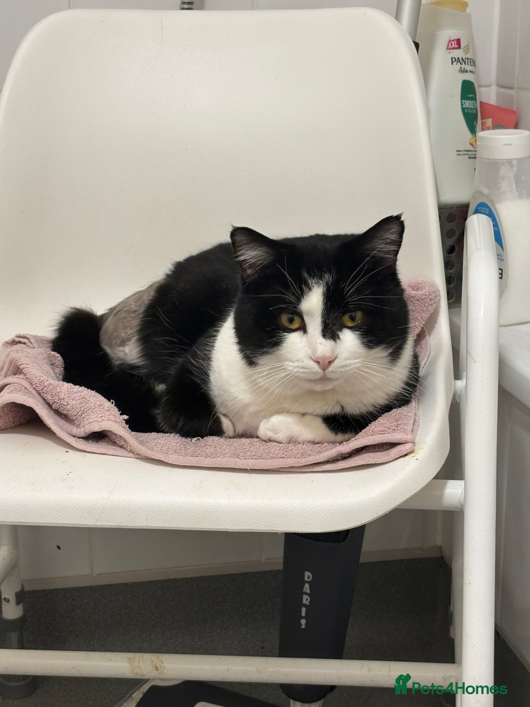 Mixed Breed cats for adoption: Troika Our 3 Legged Gentle Giant, Complete Fuss Po - Advert 4