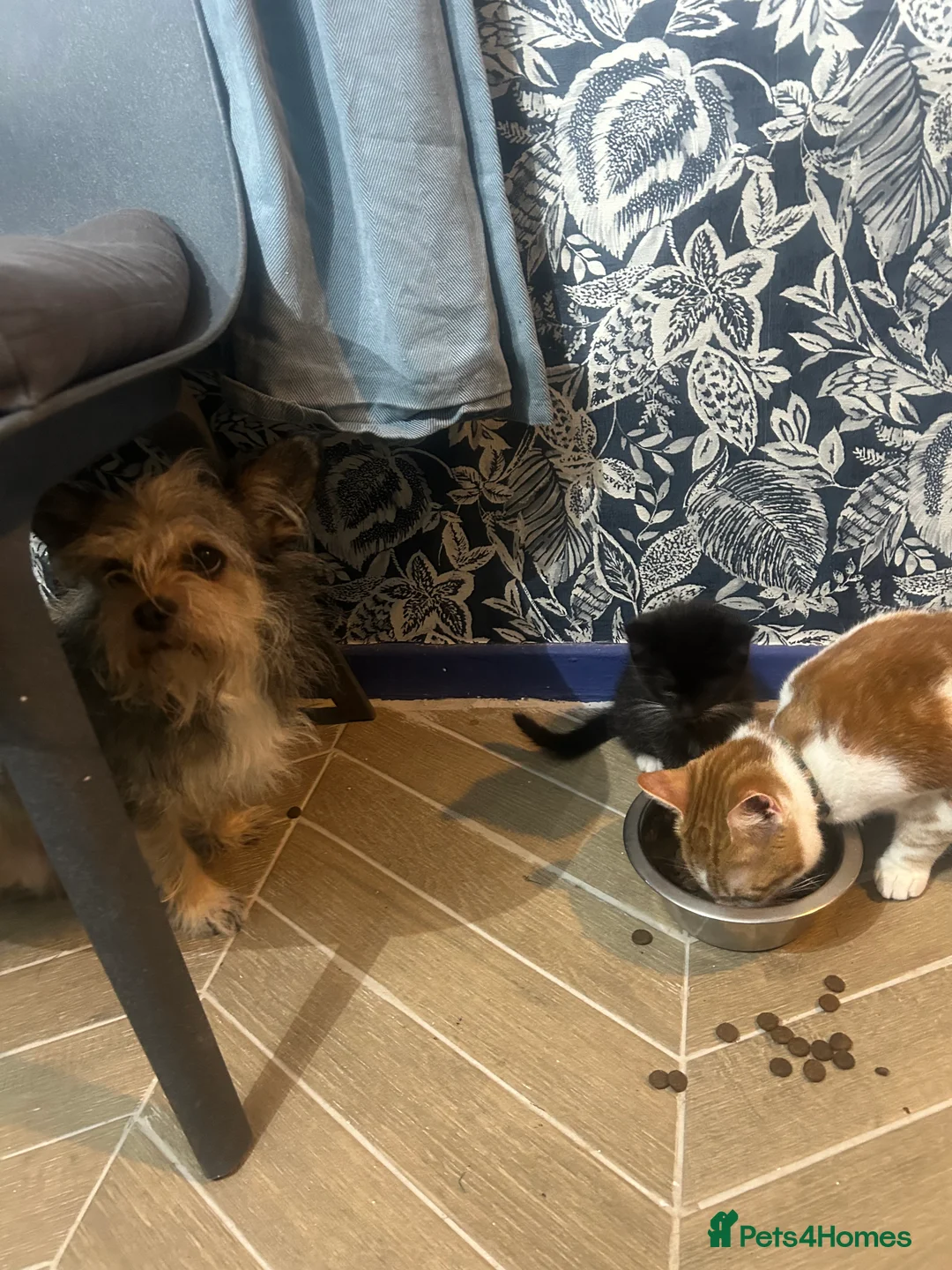 Mixed Breed cats for sale: 4 beautiful, confident kittens for sale in Milton Keynes - Advert 2