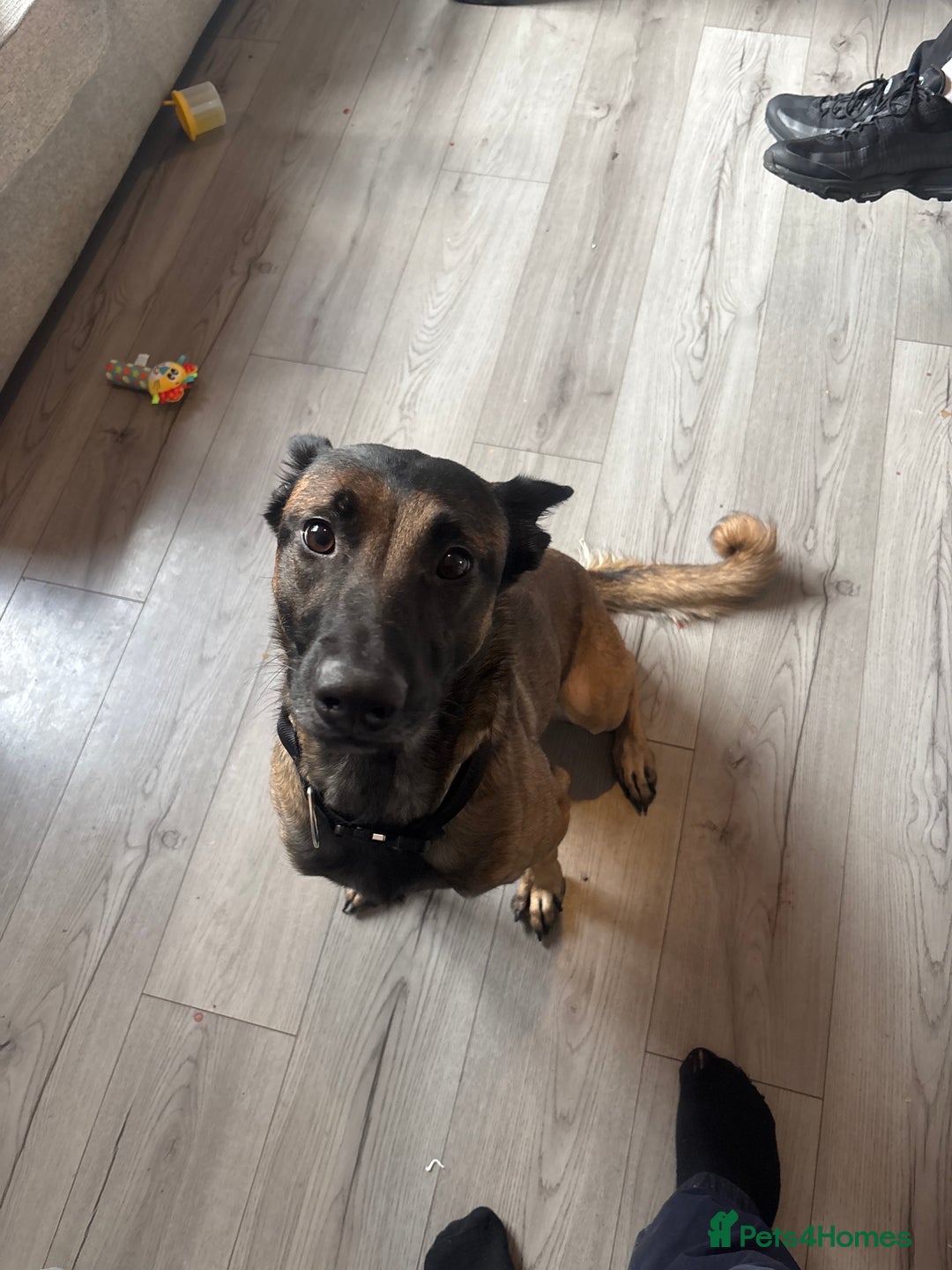 Belgian Shepherd Dog dogs for sale: Female Belgian Malinois  - Advert 1