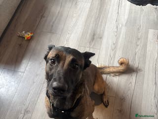 Belgian Shepherd Dog dogs Female Belgian Malinois - Advert 3