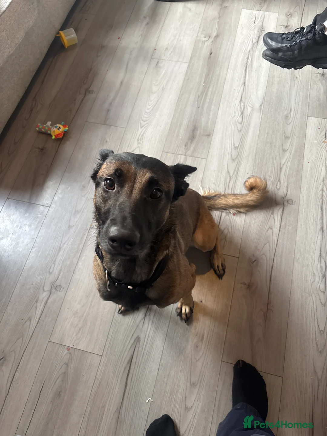 Belgian Shepherd Dog dogs for sale: Female Belgian Malinois  - Advert 1