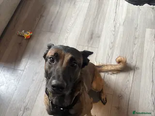 Belgian Shepherd Dog dogs Female Belgian Malinois - Advert 8