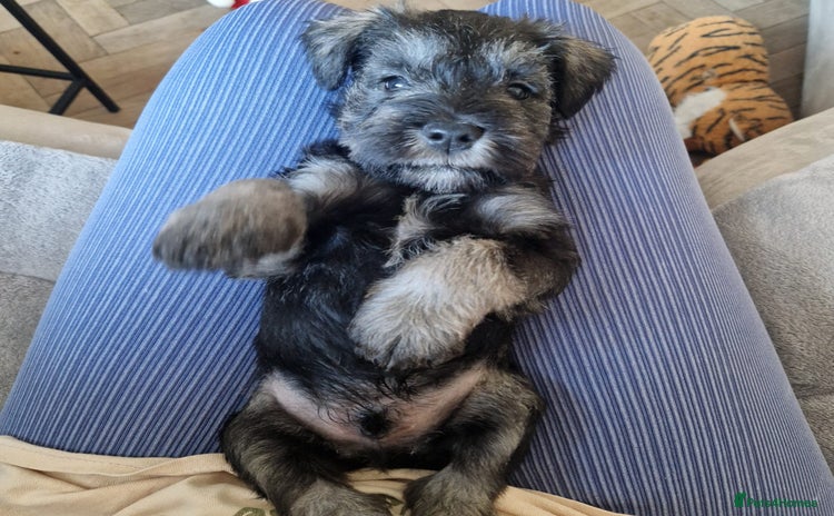 Miniature Schnauzer dogs - Advert 2