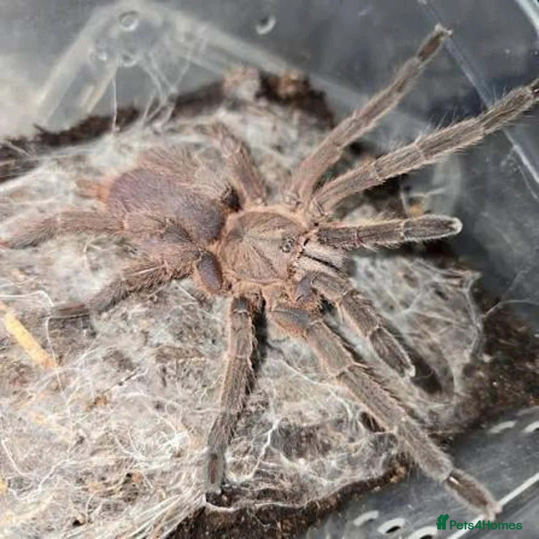 Tarantulas invertebrates for sale: Tarantula spiderlings !  - Advert 2