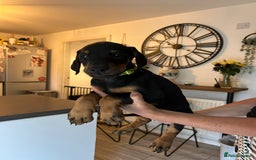 Dobermann dogs for sale: 9 KC Reg pedigree Doberman puppies - Image 21