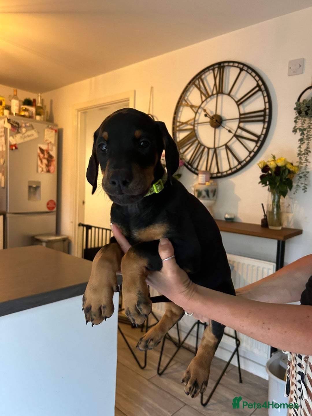 Dobermann dogs for sale: 9 KC Reg pedigree Doberman puppies - Image 21