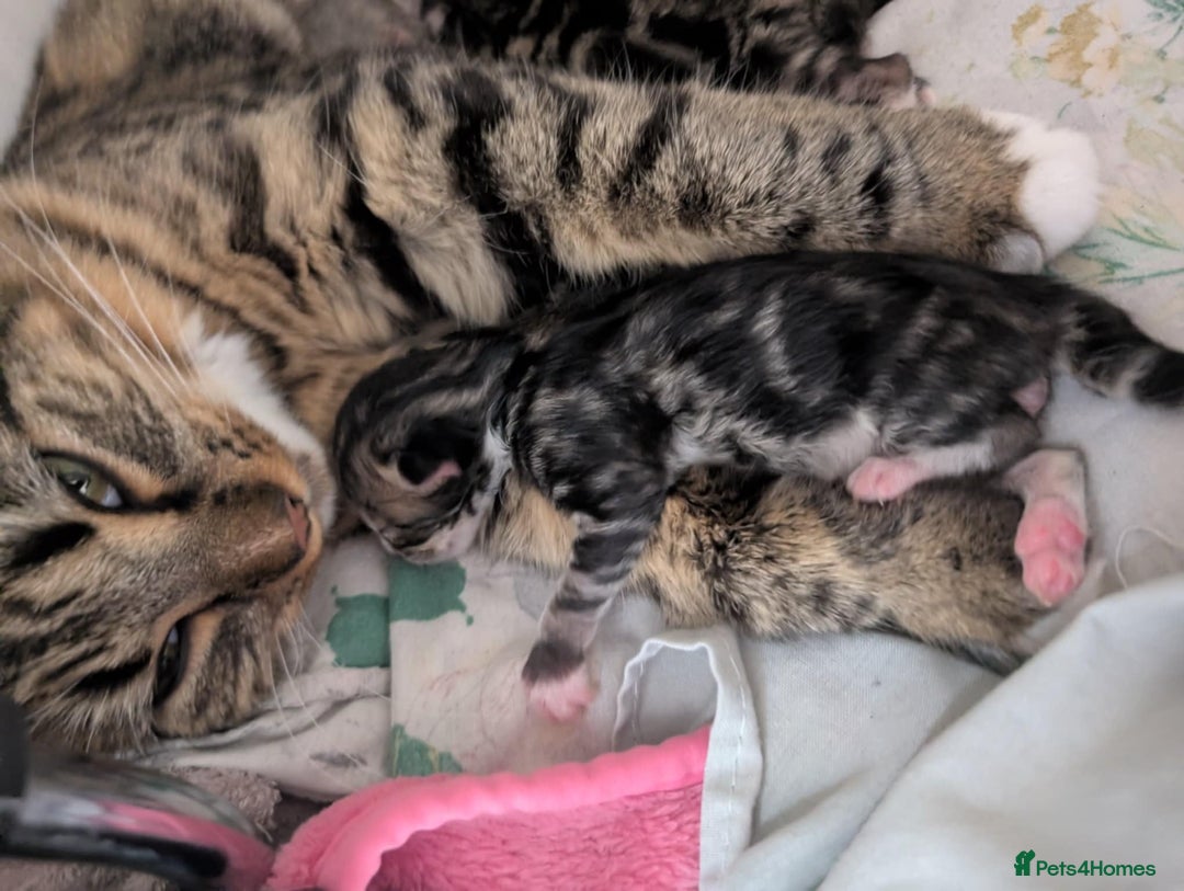 Mixed Breed cats for sale: Siberian mix kitten - Image 13