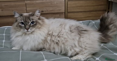 Ragdoll cats - Advert 1