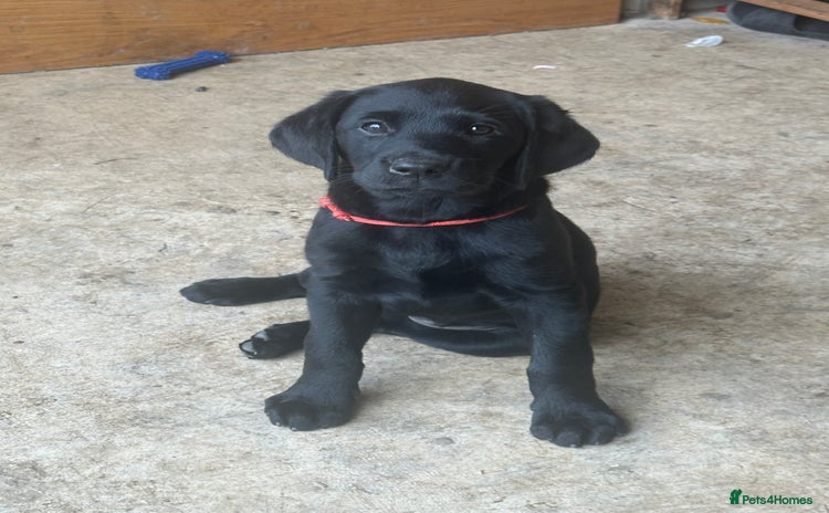 Labrador Retriever dogs - Advert 9