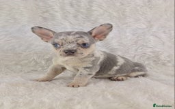 Chihuahua dogs for sale: Chihuahua X French Bulldog Puppies  - Image 8