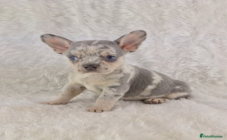 Chihuahua dogs - Advert 2