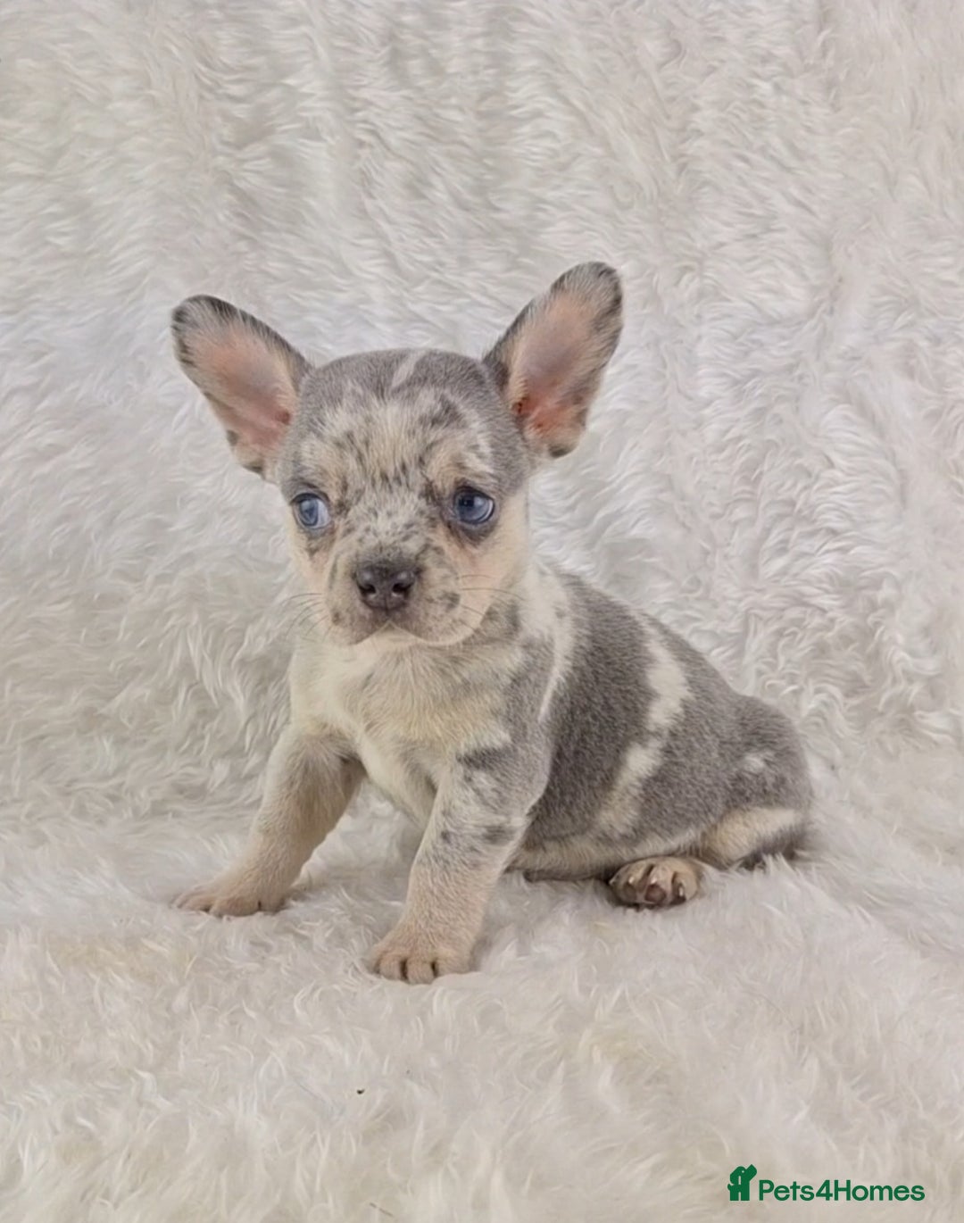 Chihuahua dogs for sale: Chihuahua X French Bulldog Puppies  - Image 8