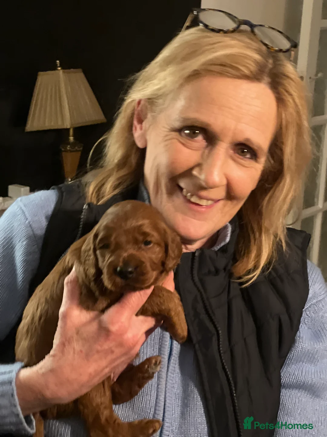 Irish Doodle dogs for sale: Beautiful Irish doodle puppies  - Advert 16