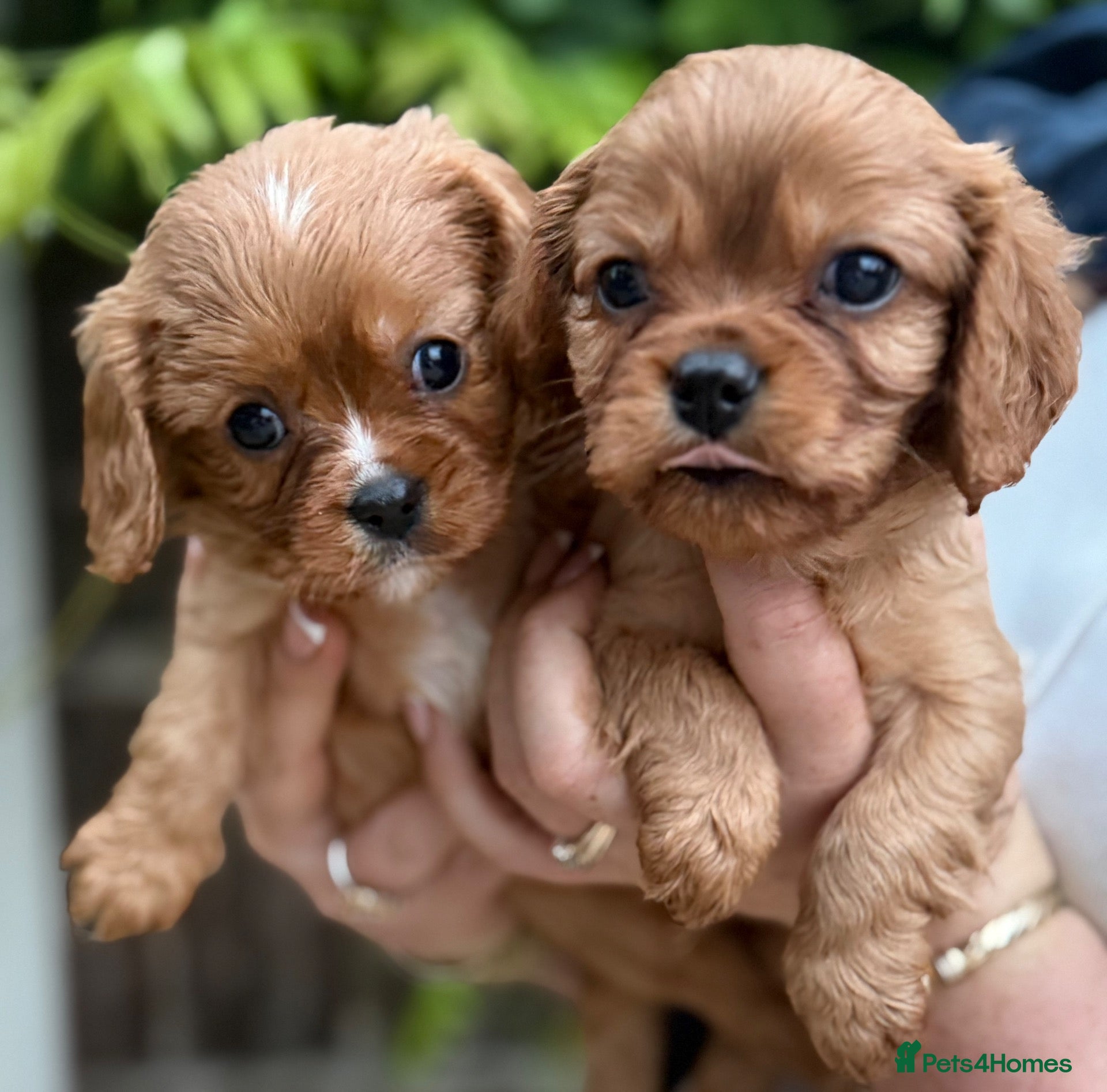Cavalier King Charles Spaniel dogs Beautiful cavalier King Charles puppies 🩷💙 - Advert 1