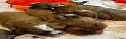 Cavalier King Charles Spaniel dogs for sale: 7 KC registered boy cavalier king Charles  - Advert 10