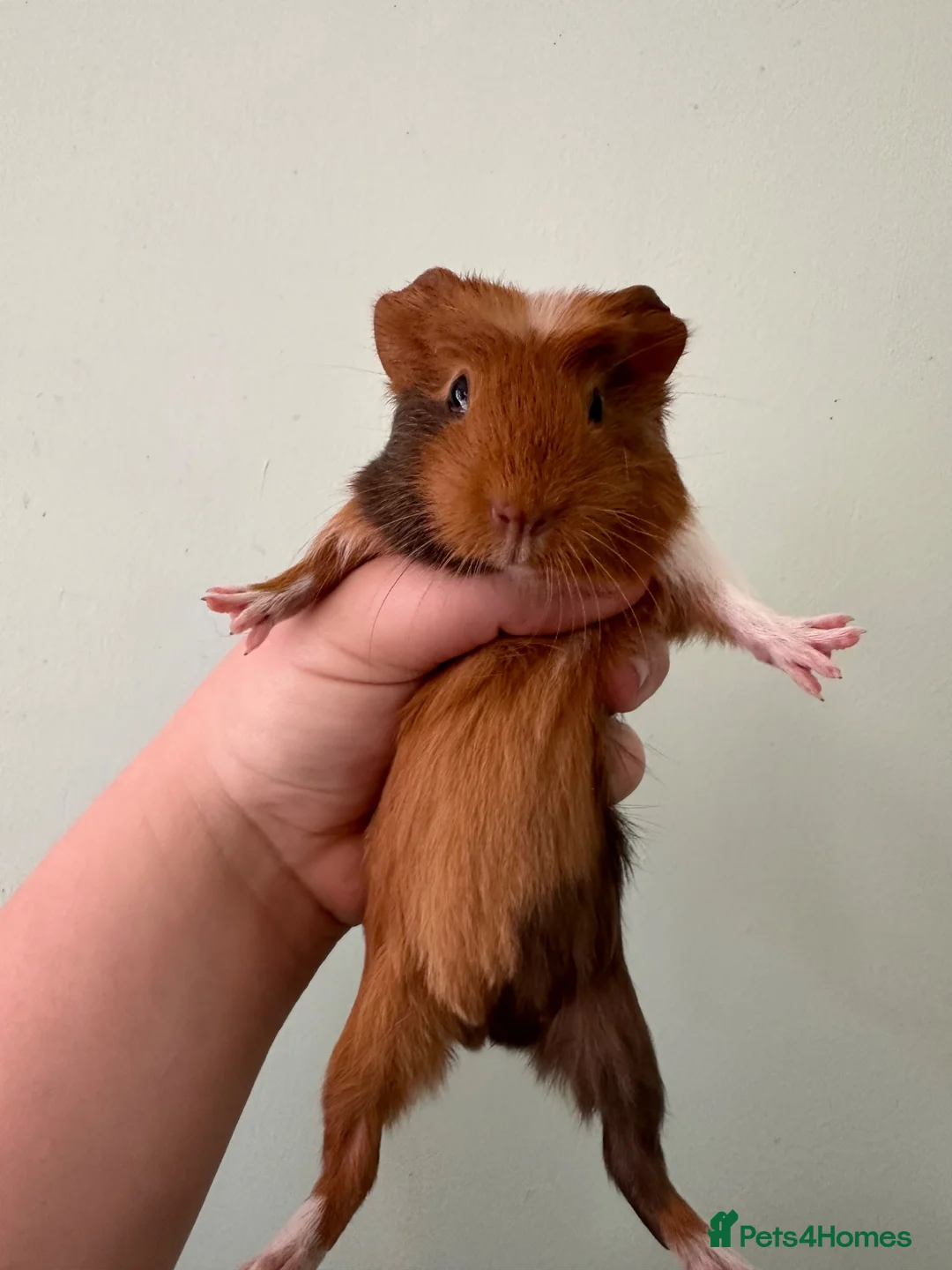 Guinea Pig rodents for sale: Male guinea pigs  in Colchester - Advert 3