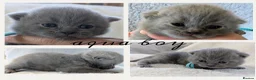 British Shorthair cats for sale: Purebred British Shorthair Kittens - Advert 6