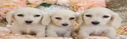 Miniature Dachshund dogs for sale: KC Cream Longhair Miniature Dachshund Puppies - Advert 6