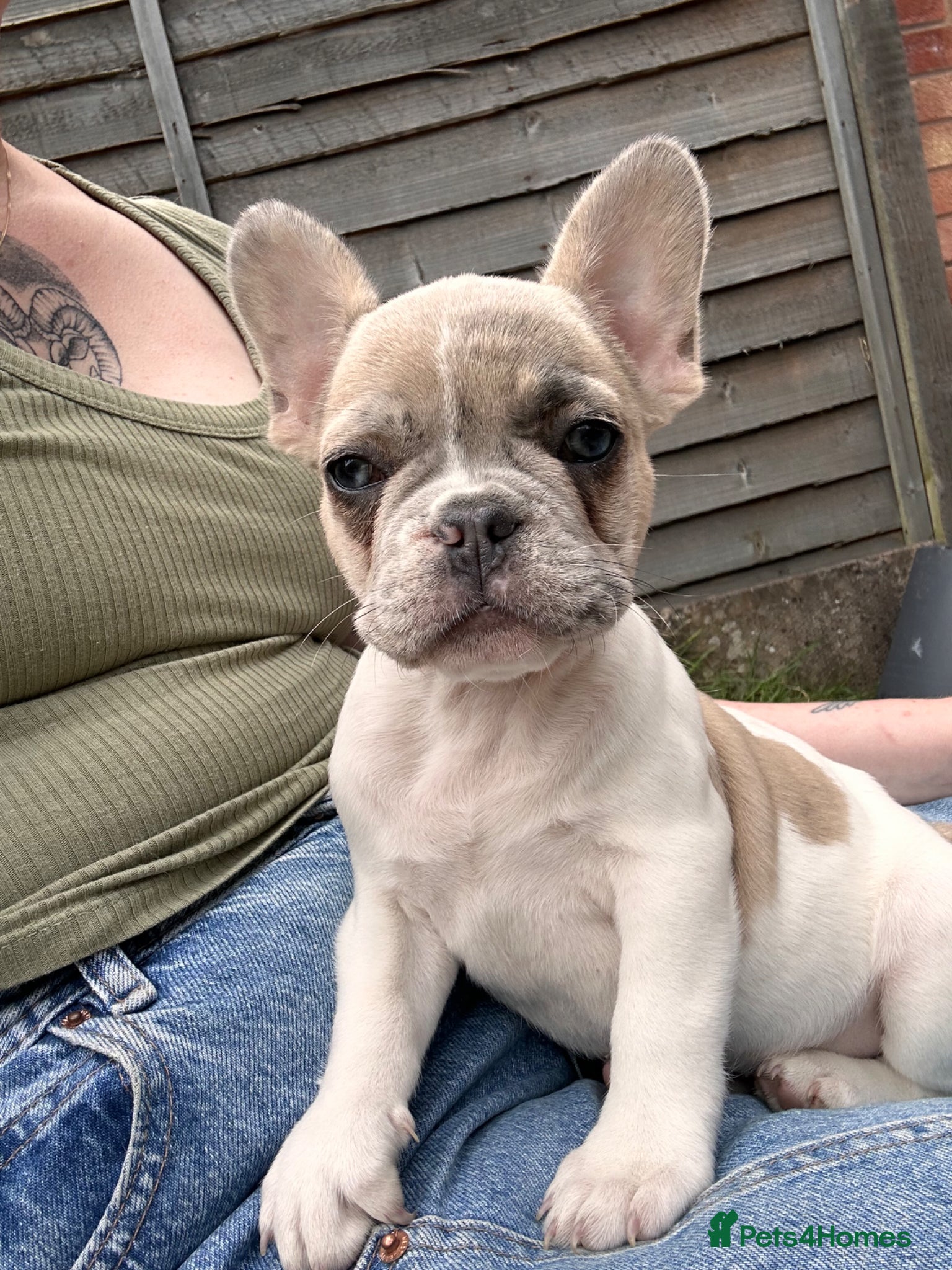 French Bulldog dogs Fully vaccinated DWKC French bulldog puppies  - Advert 13