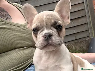 French Bulldog dogs Fully vaccinated DWKC French bulldog puppies - Advert 13