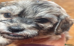 Cavapoo dogs for sale: Cavapoo puppies  in Preston - Image 1