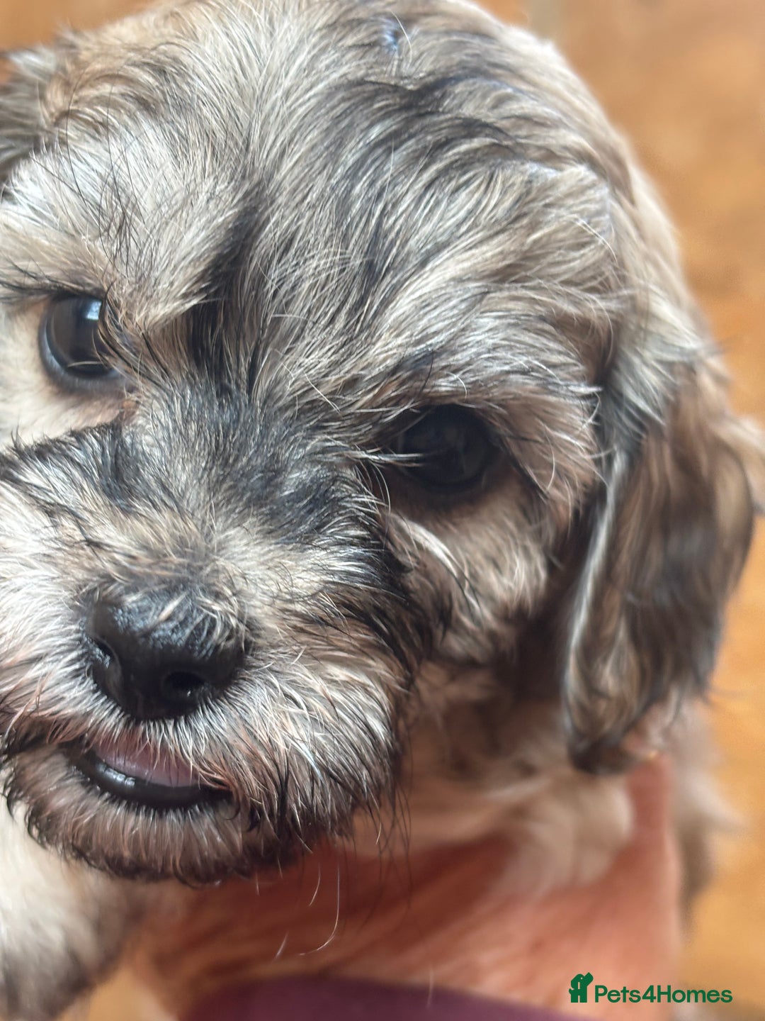 Cavapoo dogs for sale: Cavapoo puppies  in Preston - Image 1