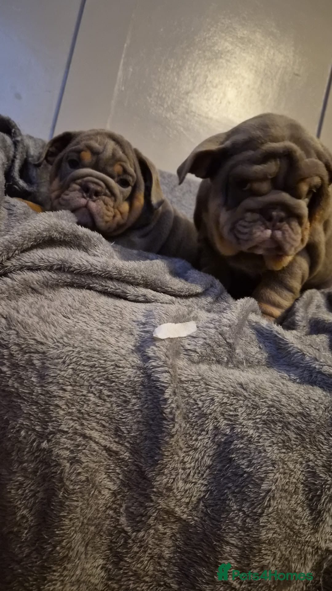 English Bulldog dogs for sale: English Bulldogs - Advert 3