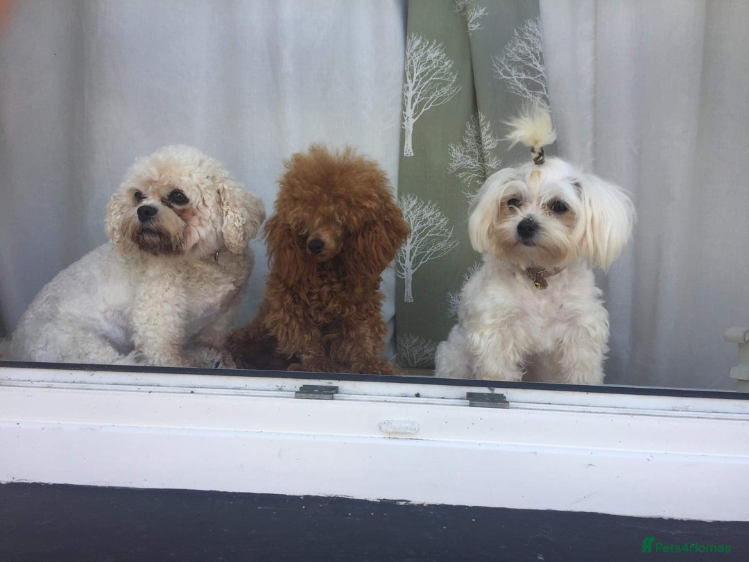 Toy Poodle dogs for stud: Red Toy Poodle stud in Crymych - Advert 4