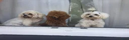 Toy Poodle dogs for stud: Red Toy Poodle stud in Crymych - Advert 4