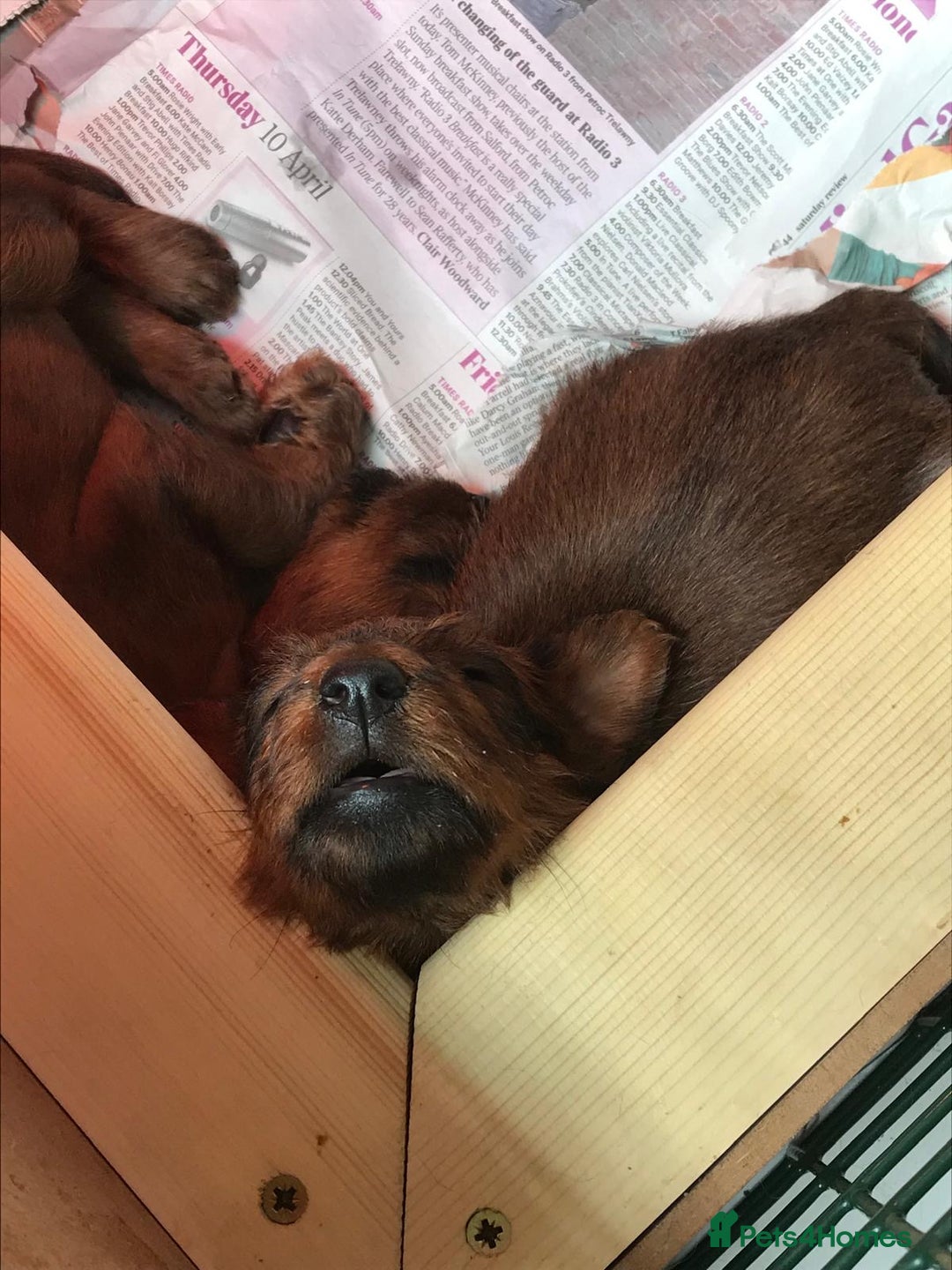Irish Terrier dogs for sale: Male Irish Terrier Puppies - Image 10