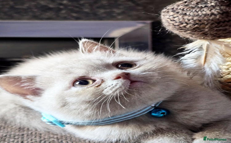 British Shorthair cats - Advert 7