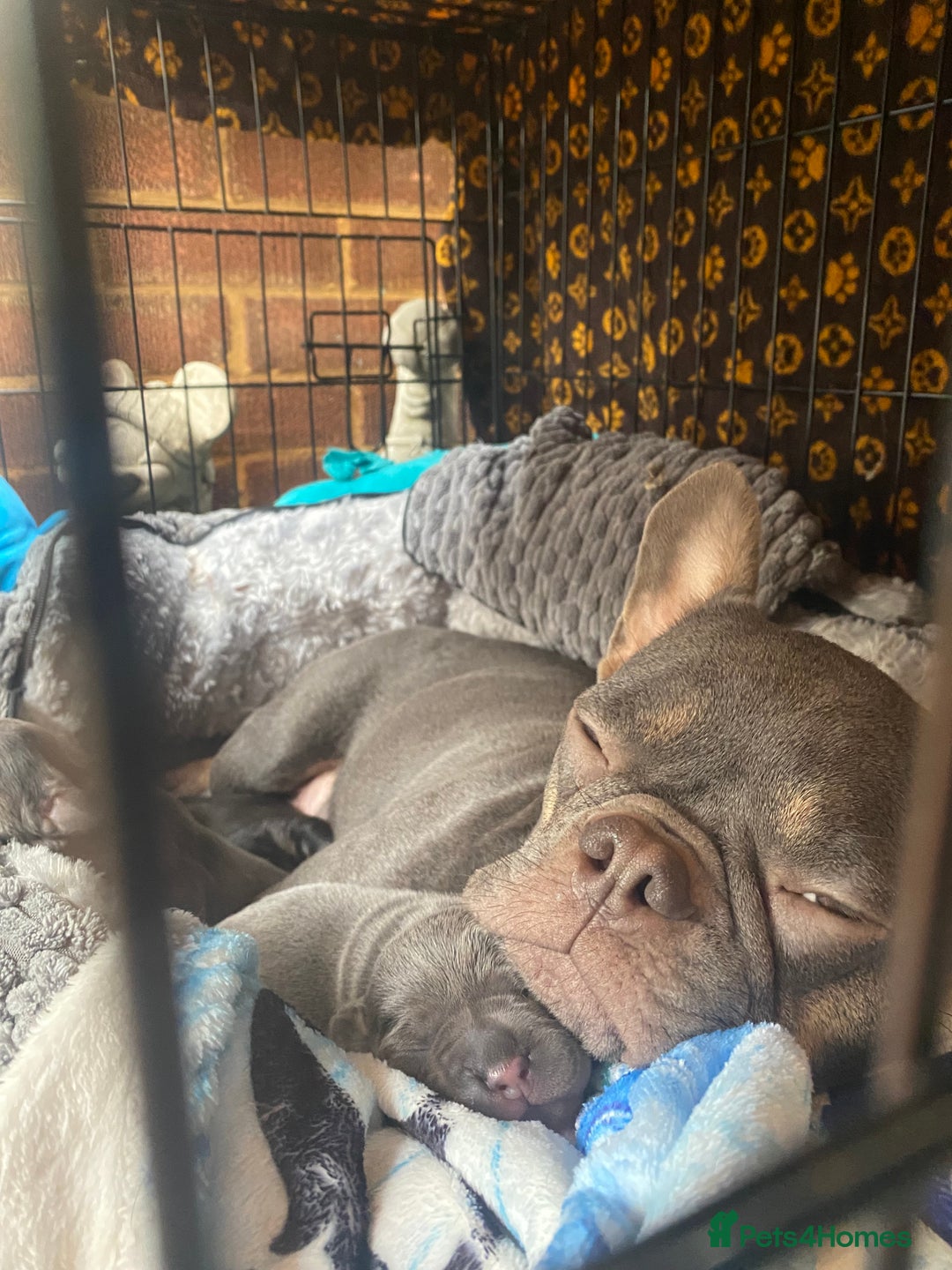 Mixed Breed dogs for sale: French bulldog x chiweenie puppies  - Advert 9